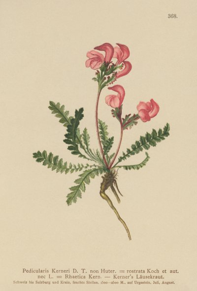 Kerners Lousewort by German School